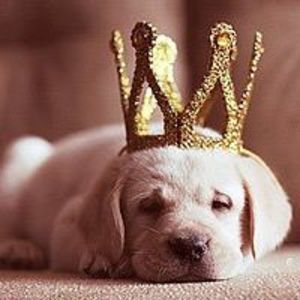 Meet your Posher, Gendron